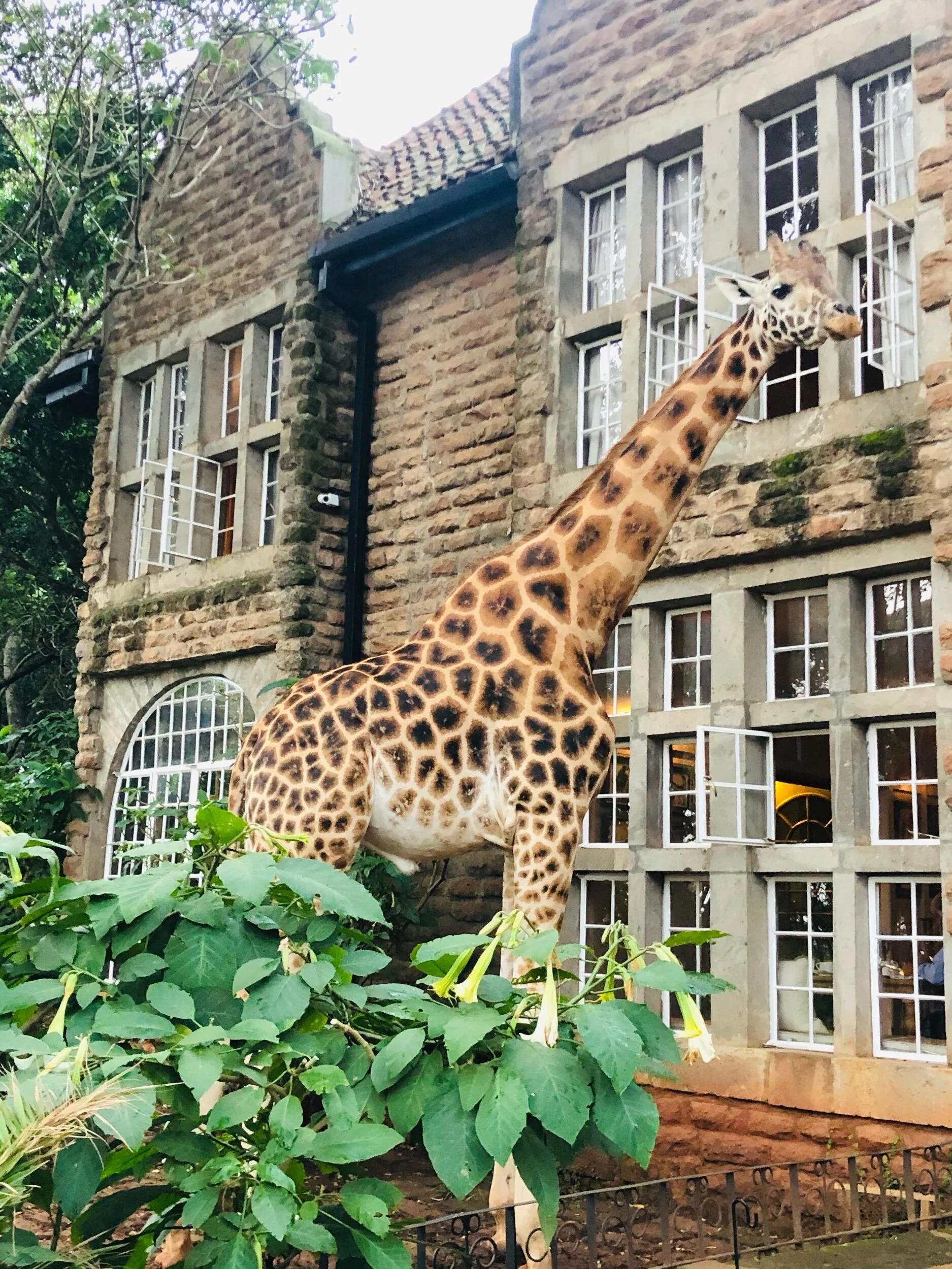 Giraffe Manor - exteriér